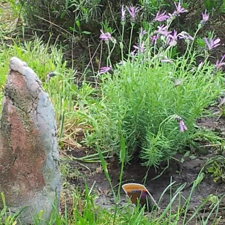 ゲストハウス Le Chene Dore 4*