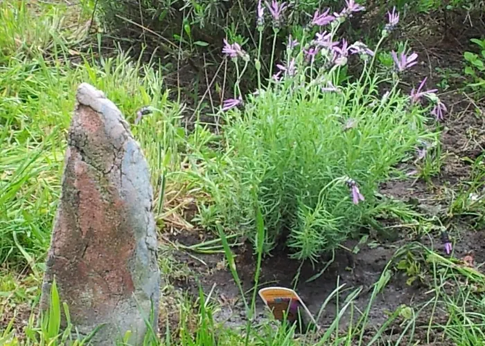 Maison d'hôtes Le Chêne Doré 4*